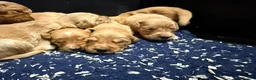 Golden Retriever dogs for sale: Wonderful litter - Advert 8