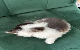 British Longhair cats for sale: Fluffy little angels  - Image 22