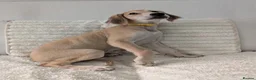 Saluki dogs for sale: Stunning Saluki Boy - Advert 10