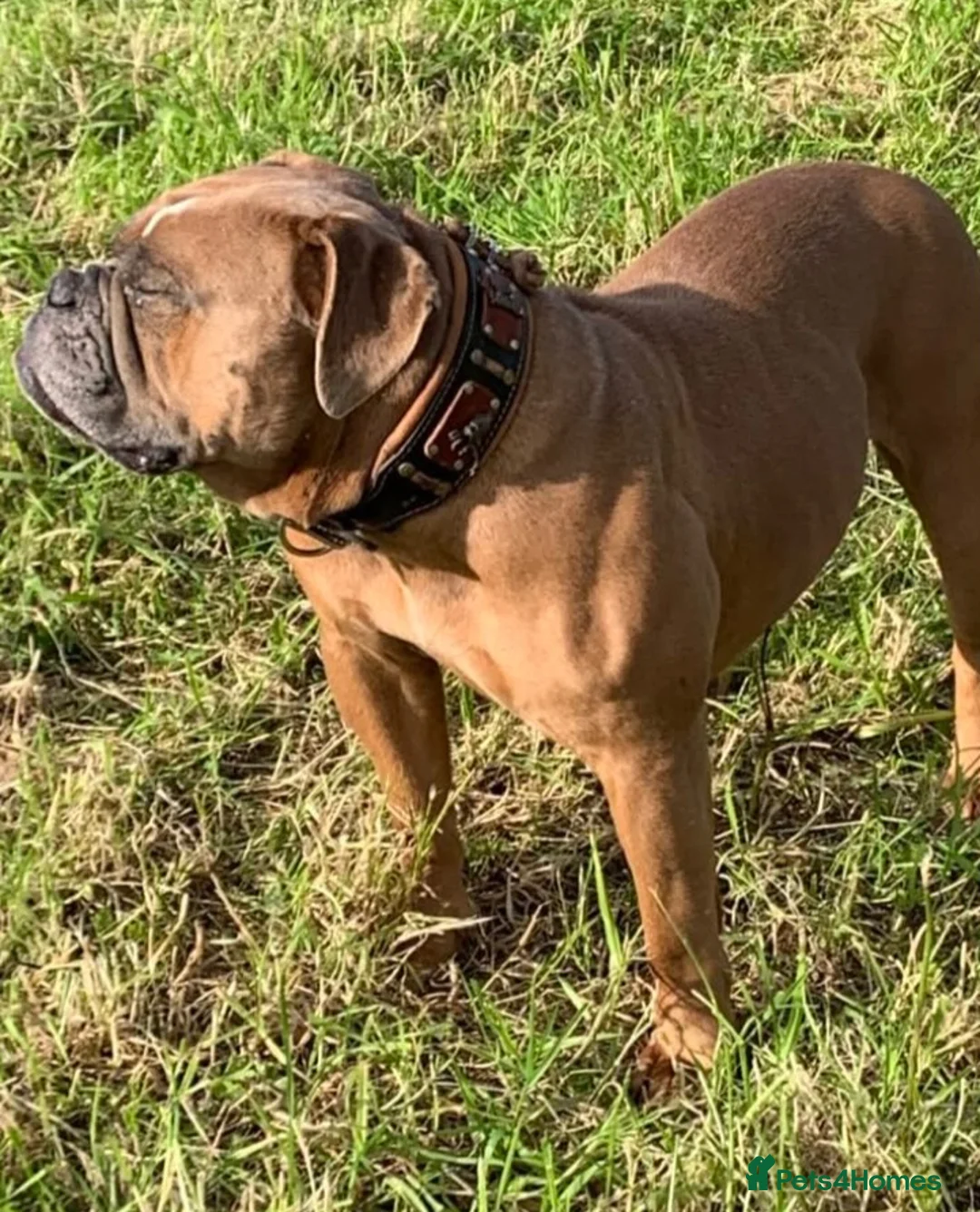 Olde English Bulldogge dogs for sale: Olde English bulldogges  in Enniskillen - Advert 2