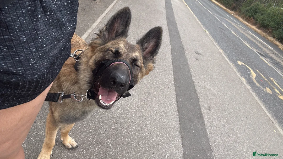 Mixed Breed dogs for sale: free German Shepard cross in Doncaster - Advert 3