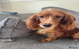 Cockapoo dogs for sale: F1 Cockapoo puppy’s  - Image 3