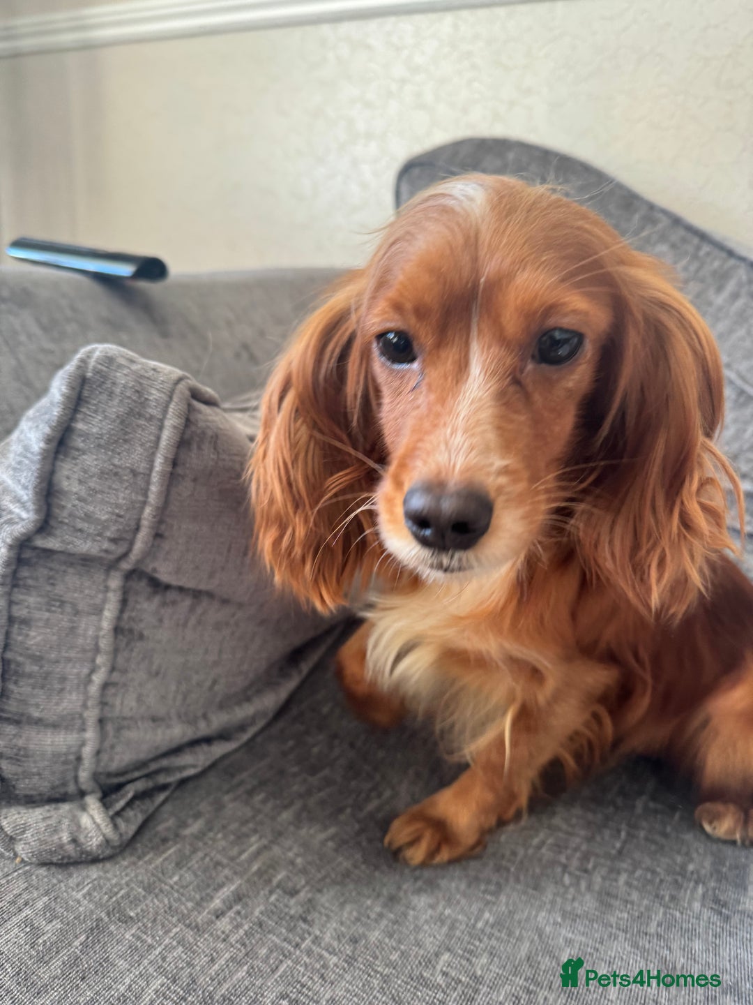 Cockapoo dogs for sale: F1 Cockapoo puppy’s  - Image 3