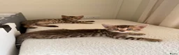 Bengal cats for sale: ✨ Pedigree Rosetted Bengal Kittens - Ready Soon✨ - Advert 21