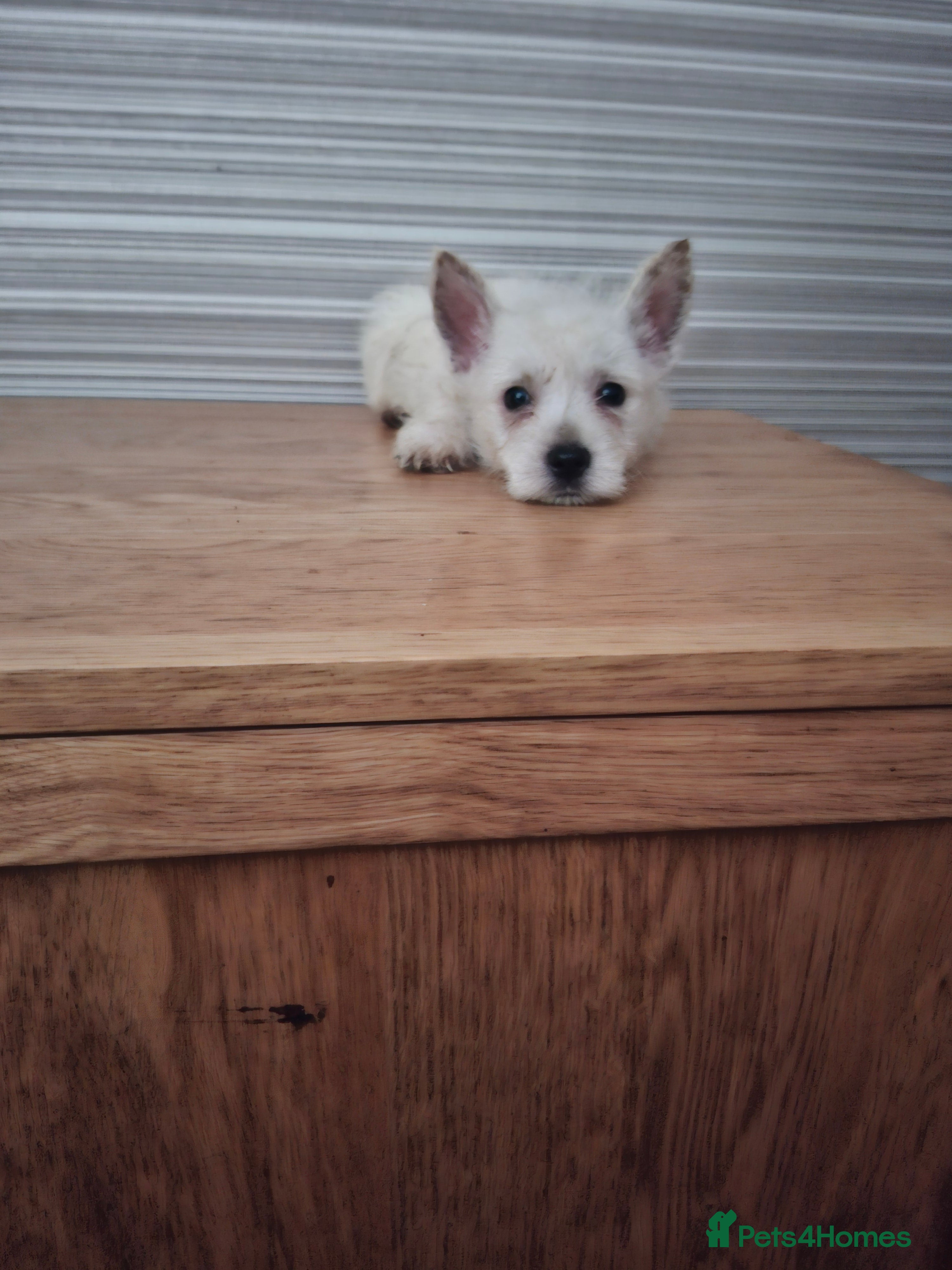 West Highland Terrier dogs for sale: FifeWesties  - Advert 2