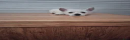 West Highland Terrier dogs for sale: FifeWesties  - Advert 2
