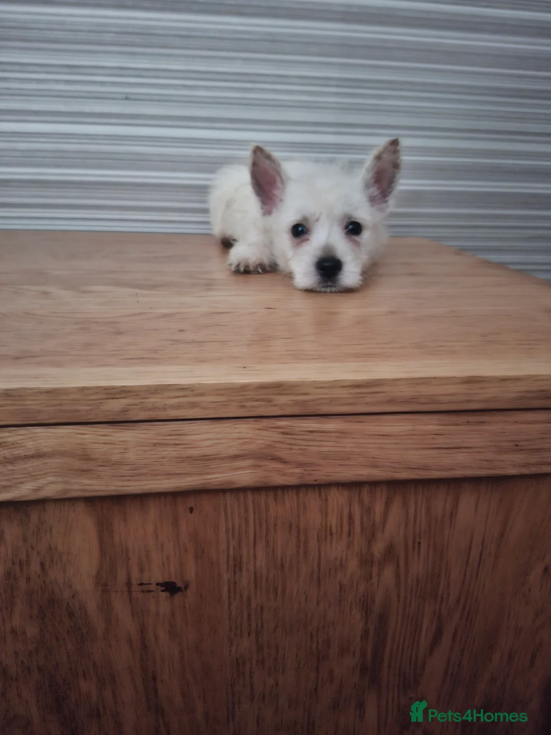 West Highland Terrier dogs for sale: FifeWesties  - Advert 2