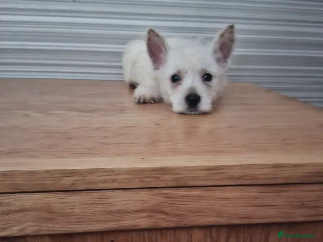West Highland Terrier dogs for sale: FifeWesties - Advert 2