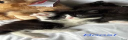 Persian cats for sale: 🤎Persian,Maincoon🤎 - Advert 5