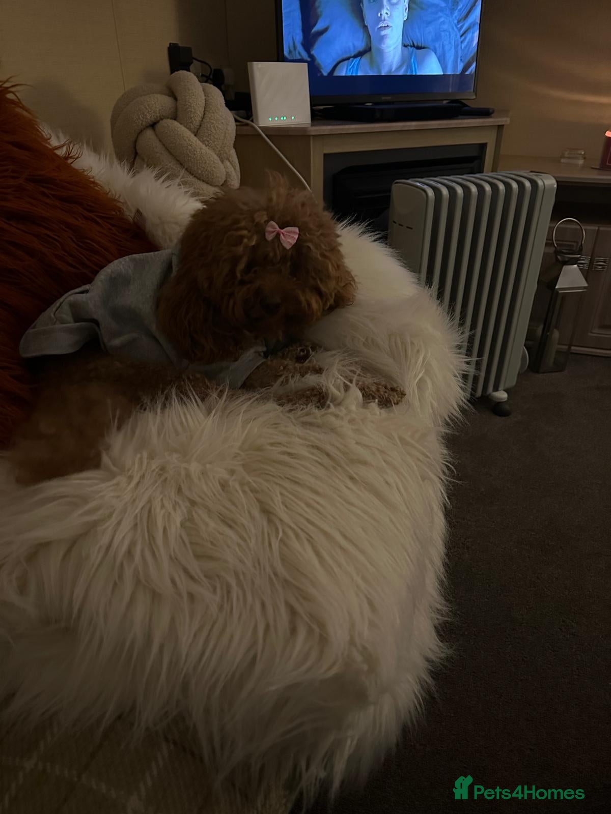 Toy Poodle dogs Outstanding KC registered dark red toy poodles  - Advert 2
