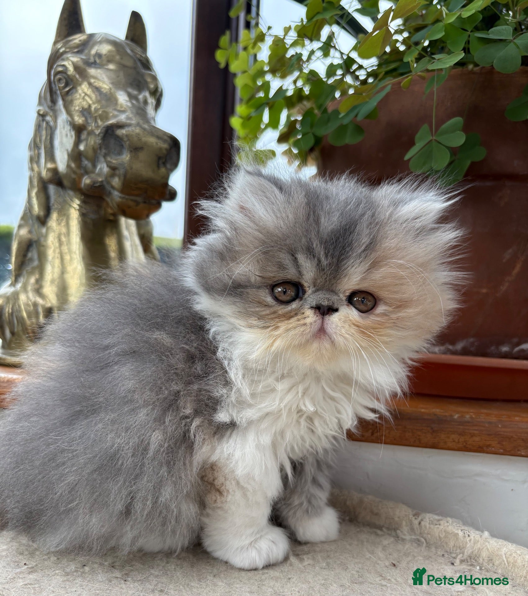 Exotic cats 2 Exotic kittens both fluffy male and female  - Advert 2