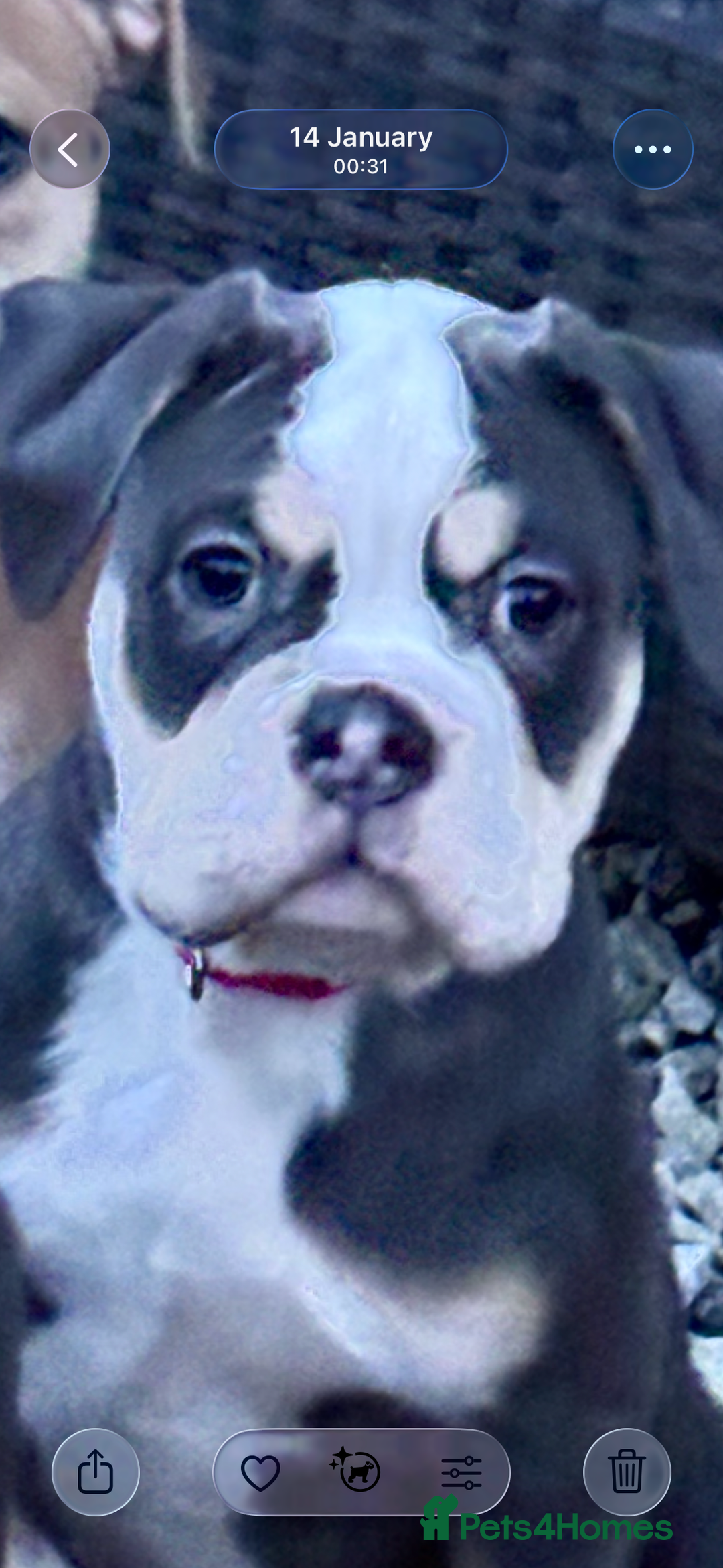 Olde English Bulldogge dogs for sale: Olde English bulldog puppy  - Advert 5