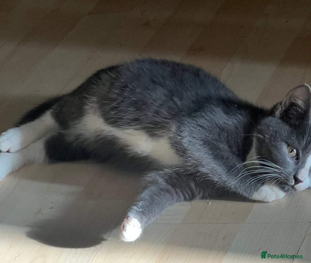 Mixed Breed cats for sale: Munchkin x British shorthair kittens - Advert 14