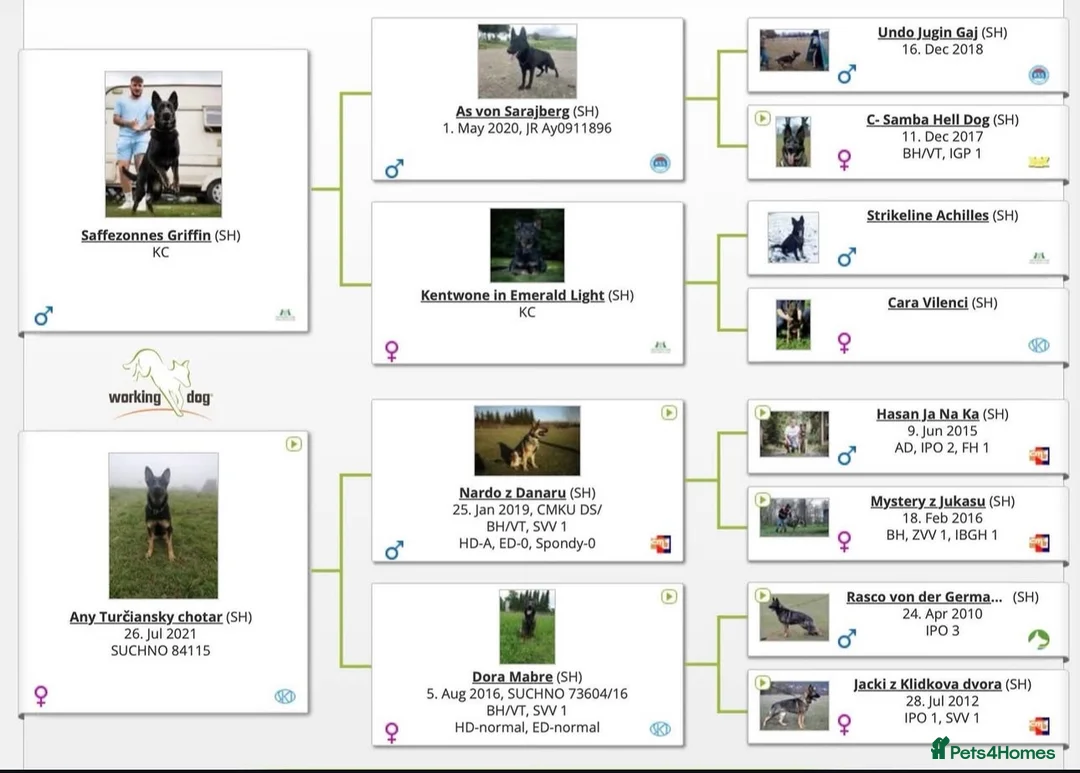 German Shepherd dogs for sale: Working Line GSD Puppies KC Registered  - Advert 2