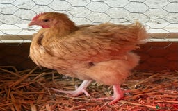 Chickens poultry for sale: 🐣 Beautiful Orpington Chicks & Cockerels for Sale - Image 20