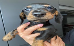 Dachshund dogs for sale: Miniature dachshund puppies - Image 15