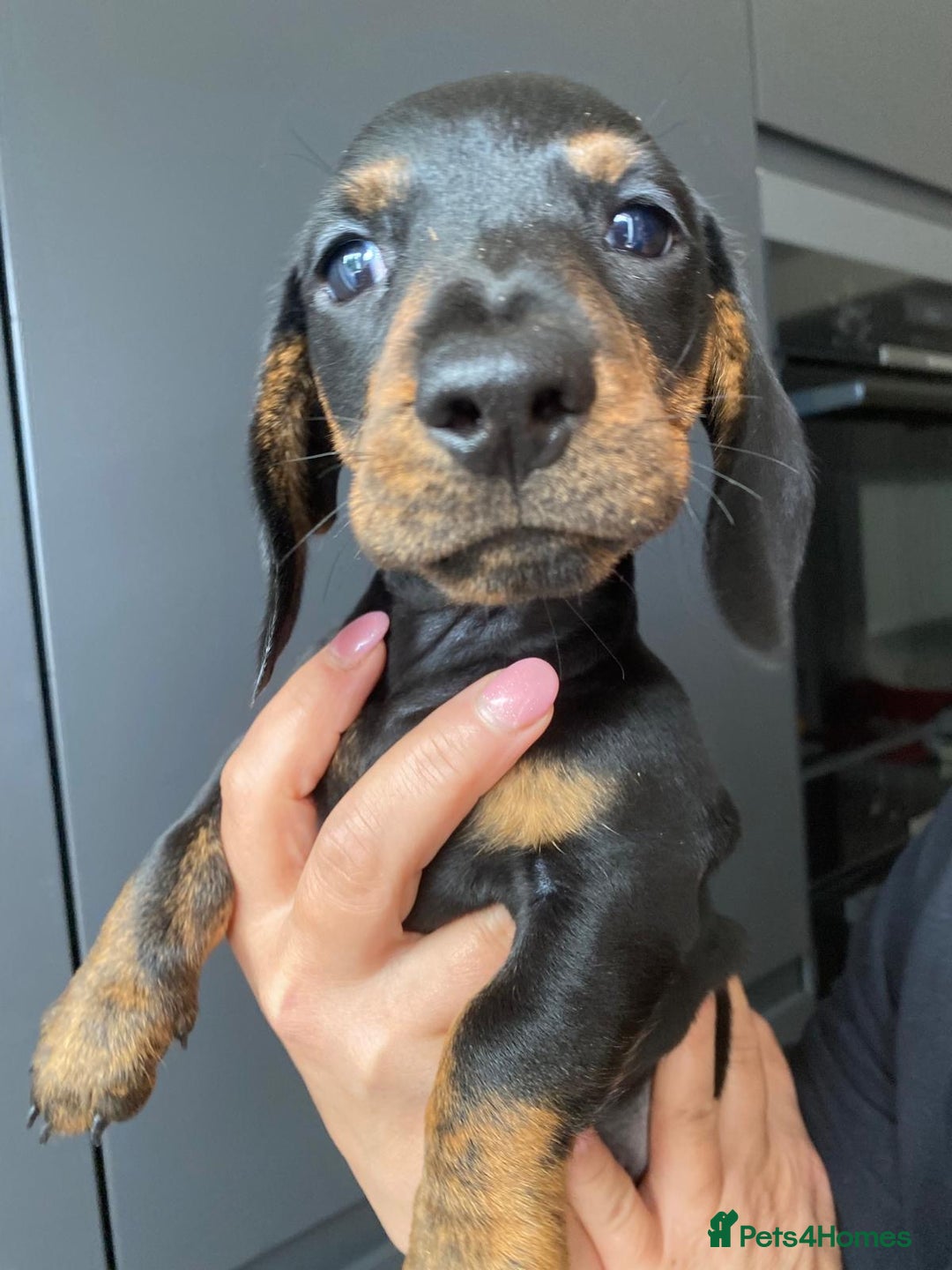 Dachshund dogs for sale: Miniature dachshund puppies - Image 15