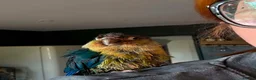 Conures birds for sale: Green Cheek Conure Looking for His Forever Home - Advert 7