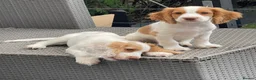 Cocker Spaniel dogs for sale: Red and Lemon & White Working Cocker Spaniels - Advert 23