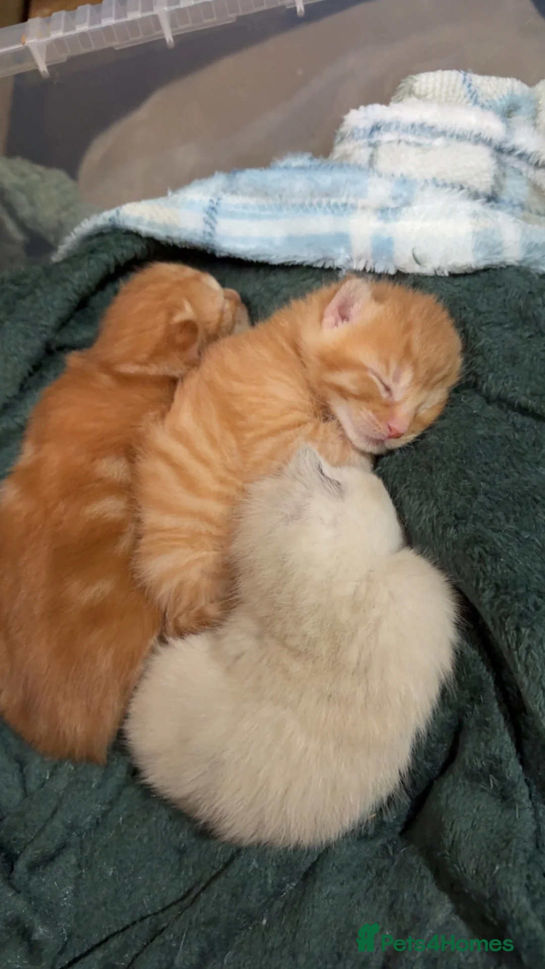 Mixed Breed cats for sale: 3 beautiful kittens  in Gunnislake - Advert 2