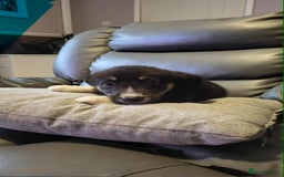 Border Collie dogs for sale: Border collie tri puppies - Image 5