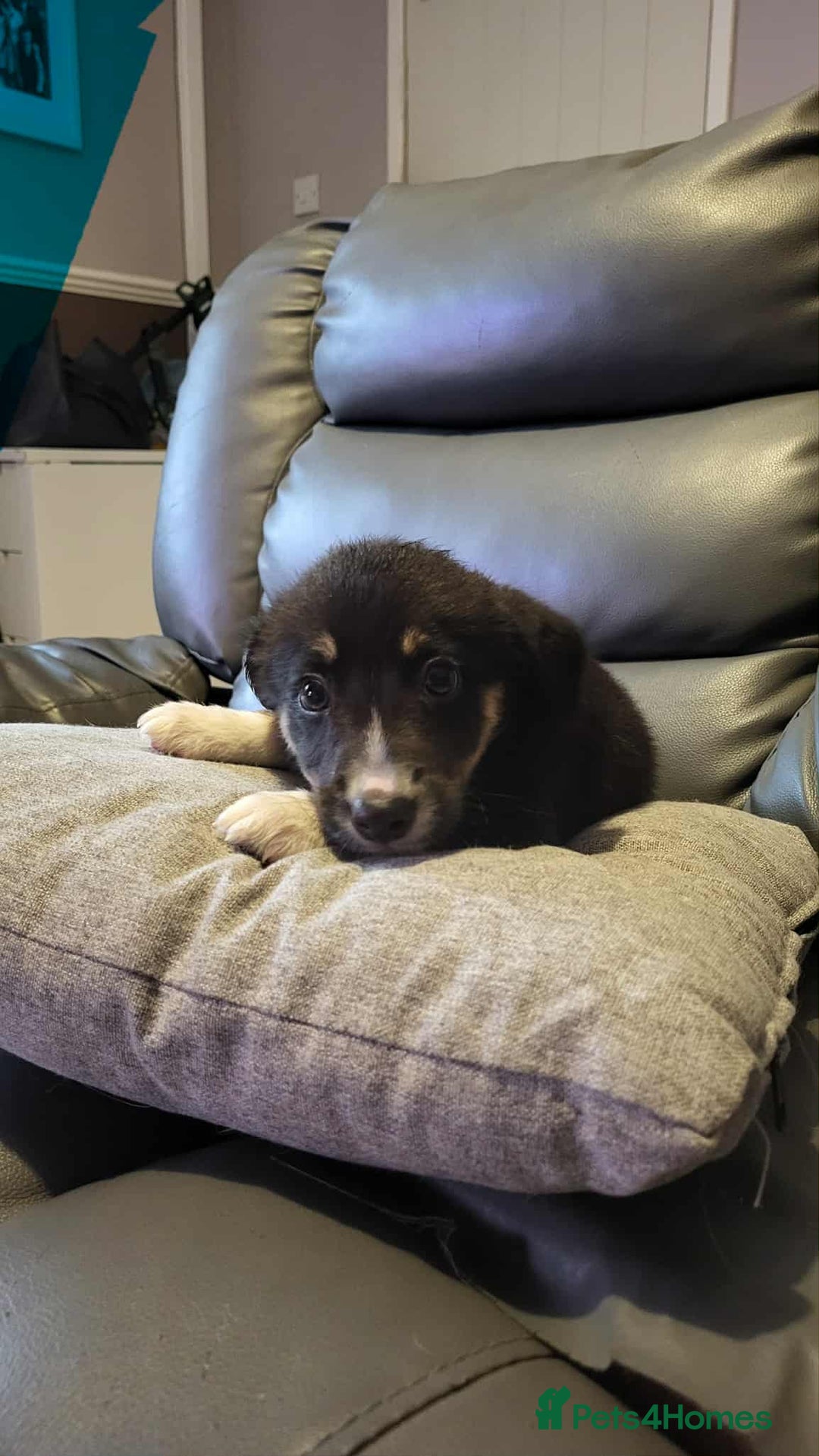 Border Collie dogs for sale: Border collie tri puppies - Image 5
