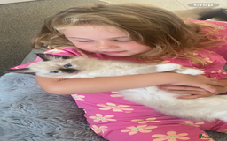Ragdoll cats for sale: Available Now! GCCFReg   - Image 10