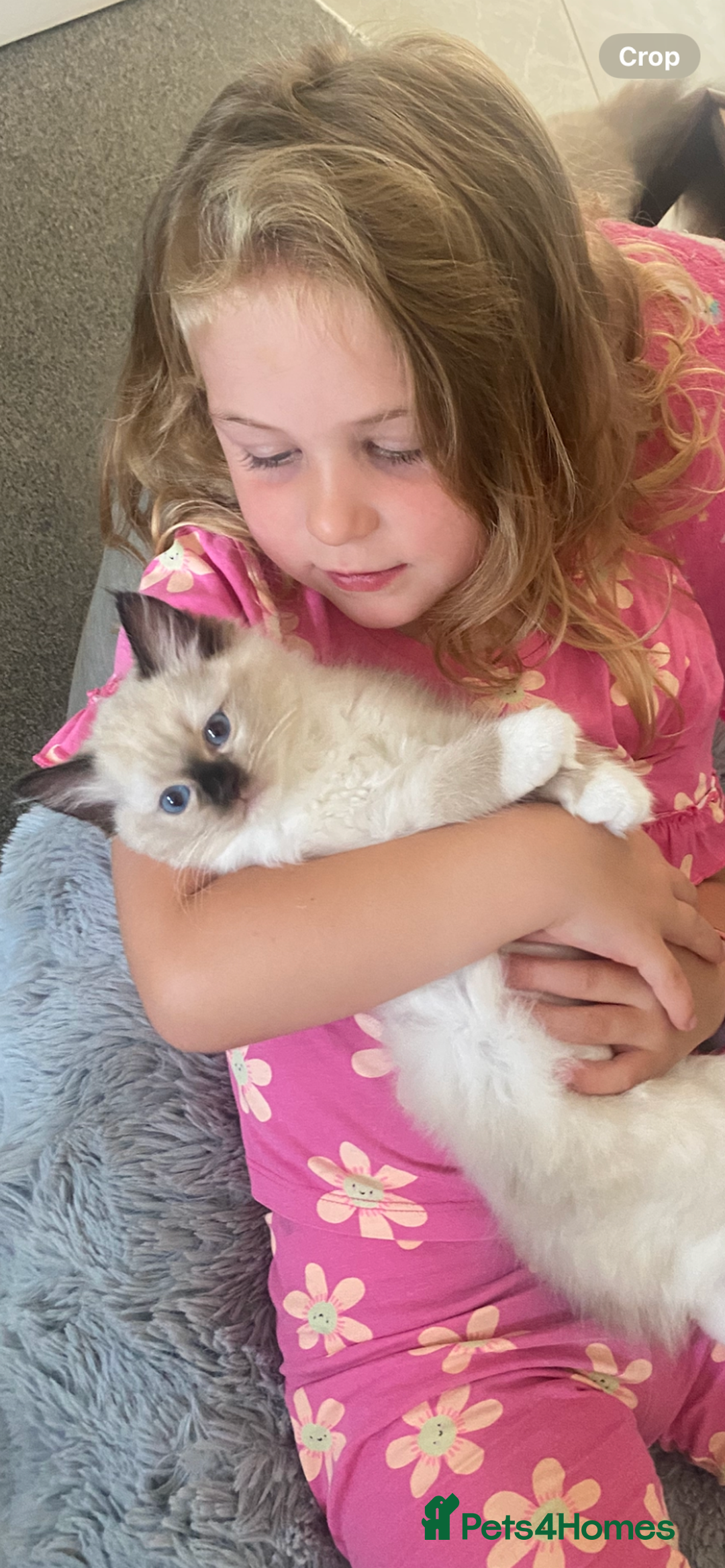 Ragdoll cats for sale: Available Now! GCCFReg   - Image 10