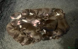 Cocker Spaniel dogs for sale: Working Cocker Spaniel Puppies - Image 8