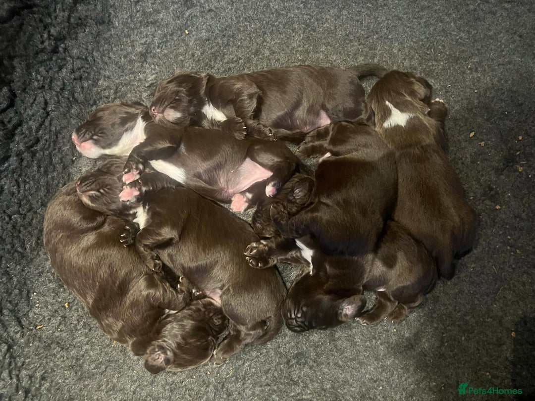 Cocker Spaniel dogs for sale: Working Cocker Spaniel Puppies - Image 8