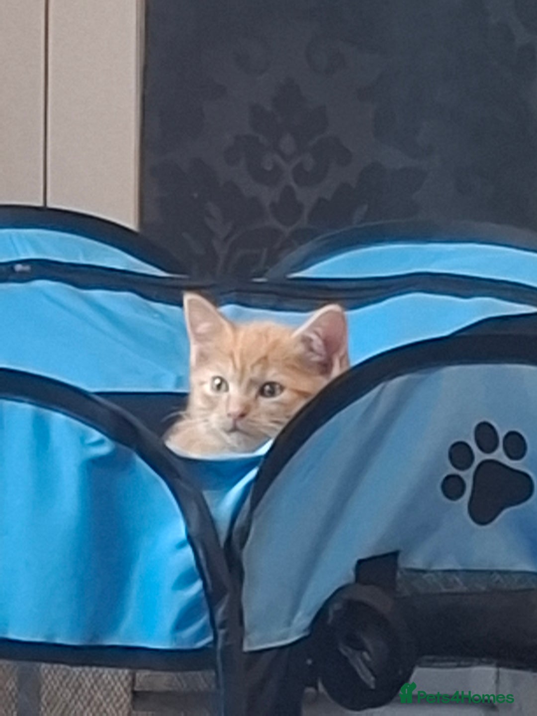 Mixed Breed cats for sale: 3 adorable male kittens  - Image 3