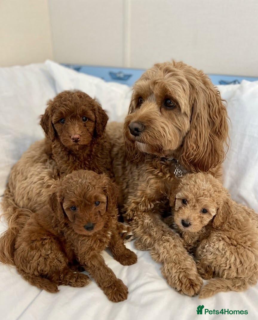 Cavapoo dogs Cavapoo puppies  - Advert 18