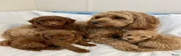 Cavapoo dogs for sale: Cavapoo puppies  in Glasgow - Advert 1