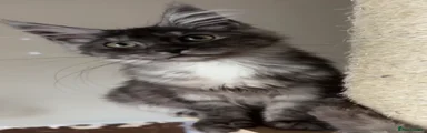 Maine Coon 3
