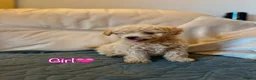 Miniature Poodle dogs for sale: Minature Poodle puppys!🐶🐾 - Advert 7