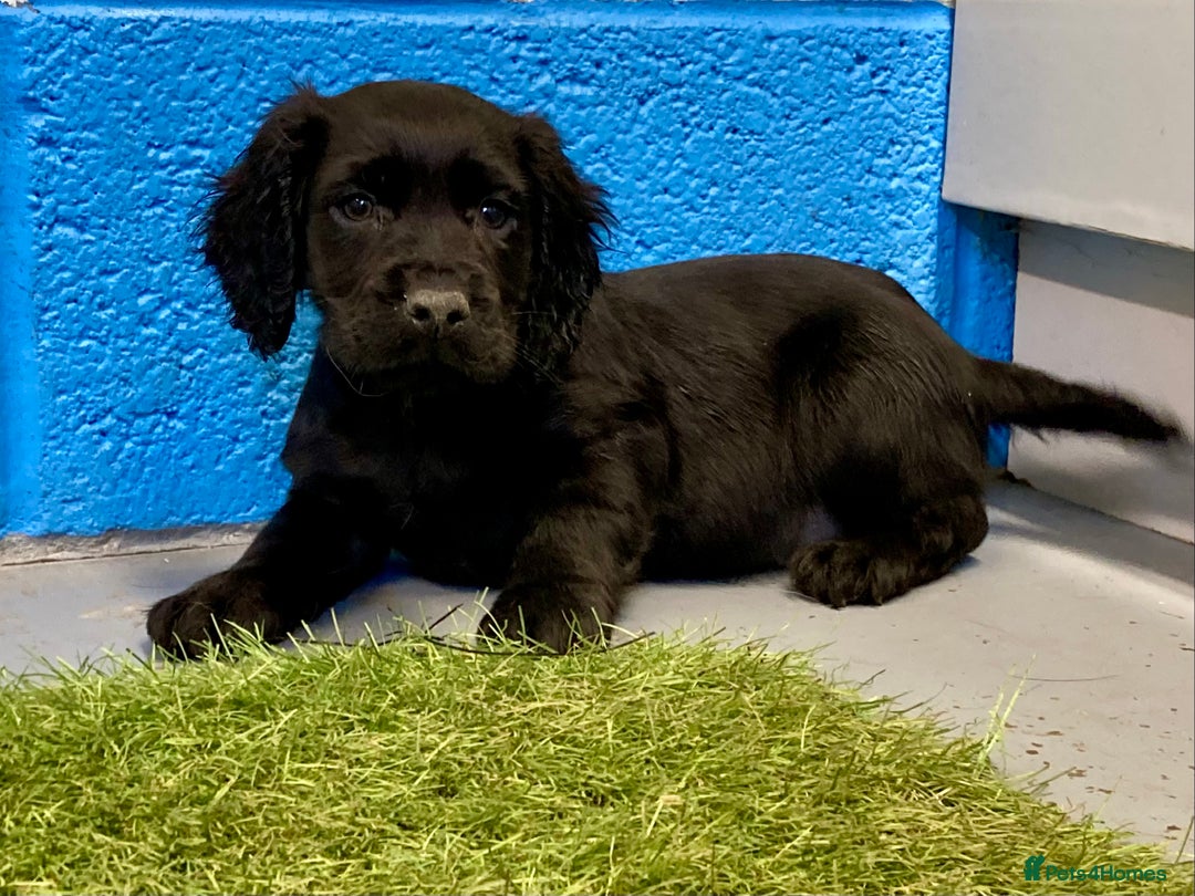 Cocker Spaniel dogs for sale: Cocker Spaniel female - Advert 2