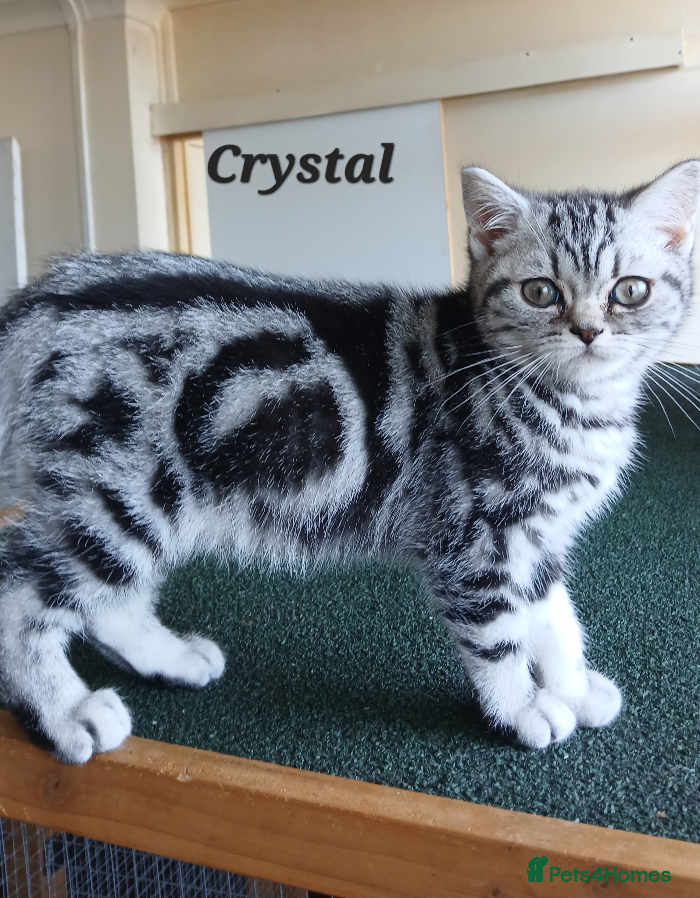 British Shorthair cats Bsh.Tabby kittens.Various prices for kittens. - Advert 2