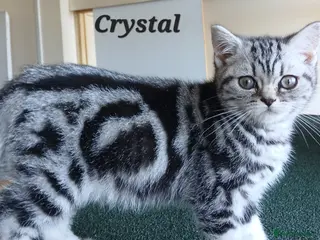 British Shorthair cats Bsh.Tabby kittens.Various prices for kittens. - Advert 16