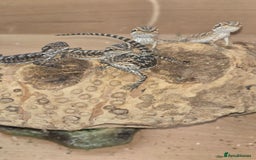 Bearded Dragon reptiles for sale: Baby bearded dragons with tint red 2 for £100 - Image 3