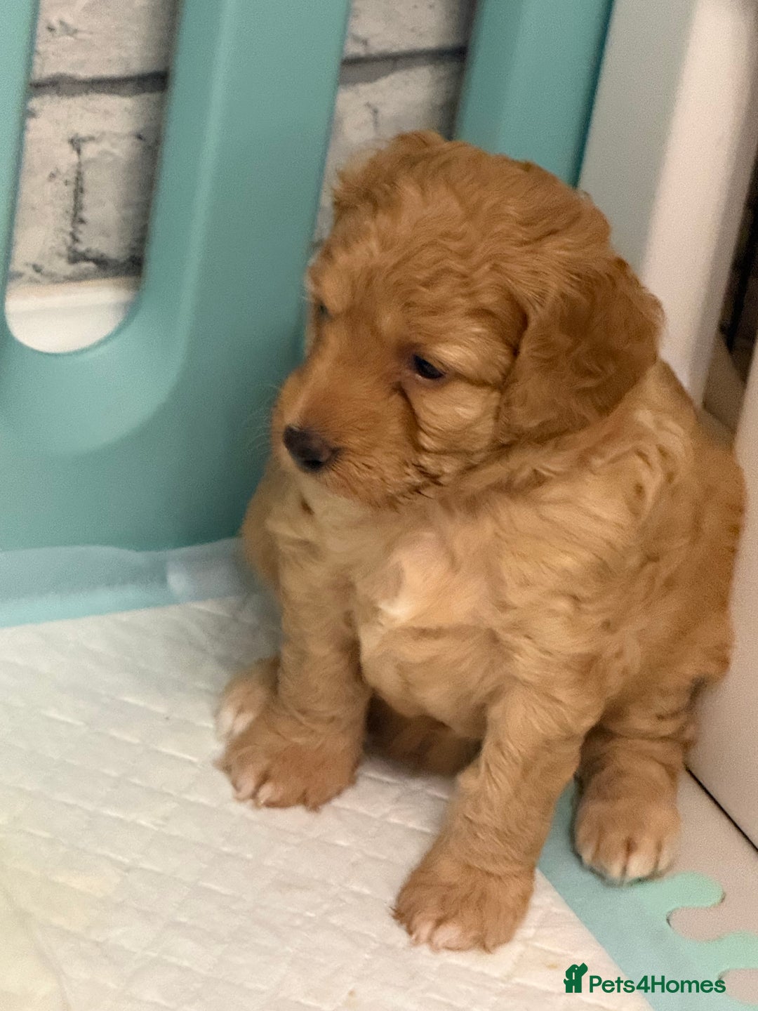 Cockapoo dogs for sale: Cockapoos apricot/white available  - Advert 4