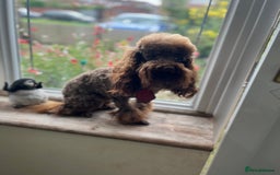 Toy Poodle dogs for sale: Rare parti/phantom/silver Kc Toy Poodle Puppies - Image 2