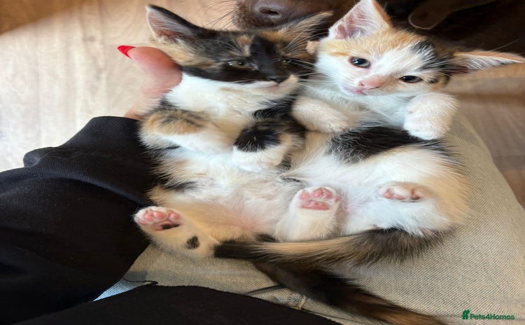 Mixed Breed cats - Advert 10