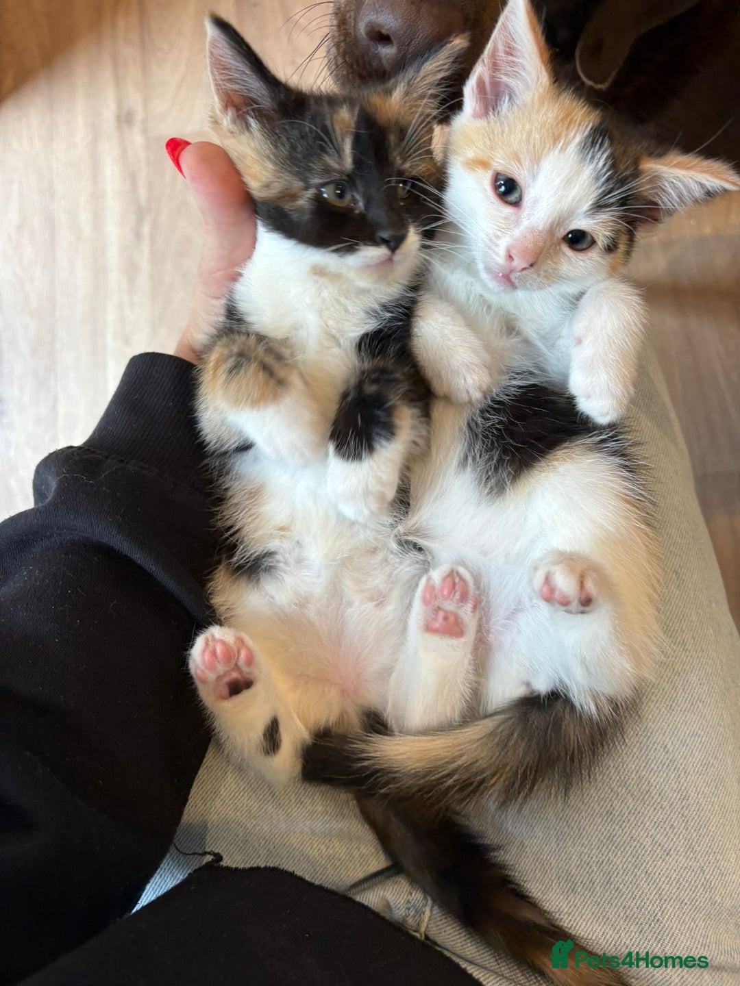 Mixed Breed cats for sale: Beautiful mixed colour kitten - Image 1