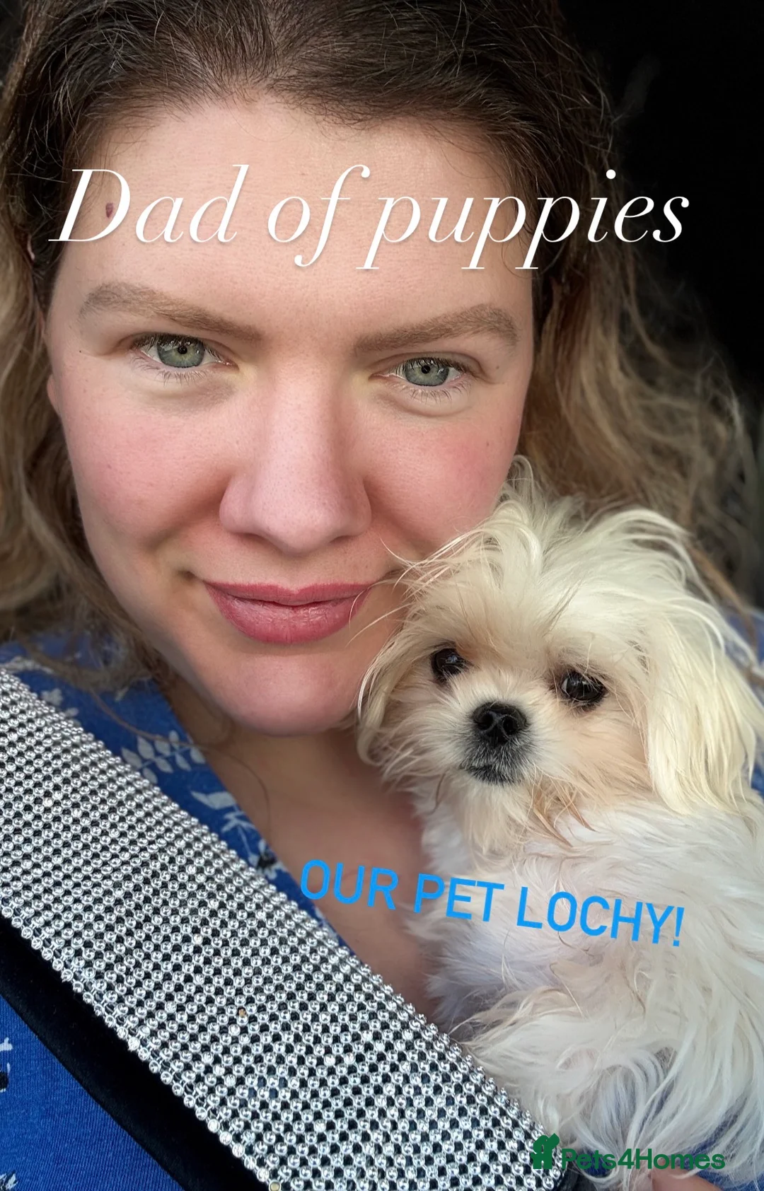 Maltese dogs for sale: Adorable KC Maltese puppies  - Advert 1