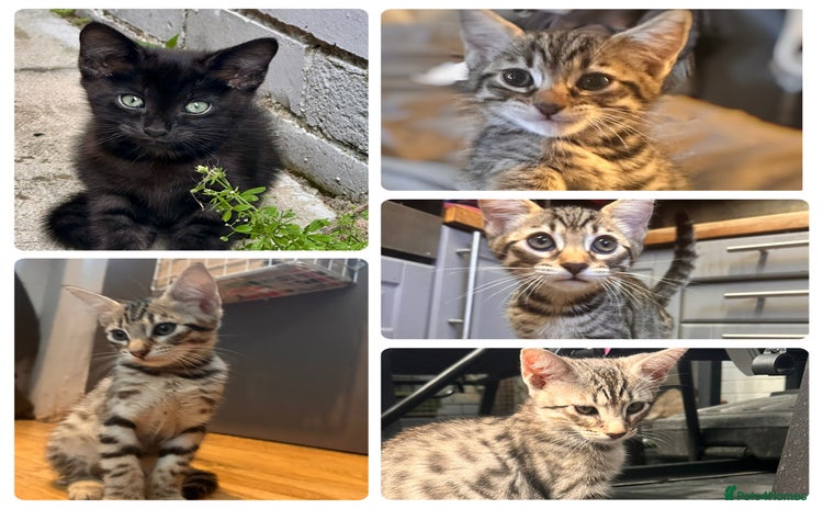 Savannah cats - Advert 1