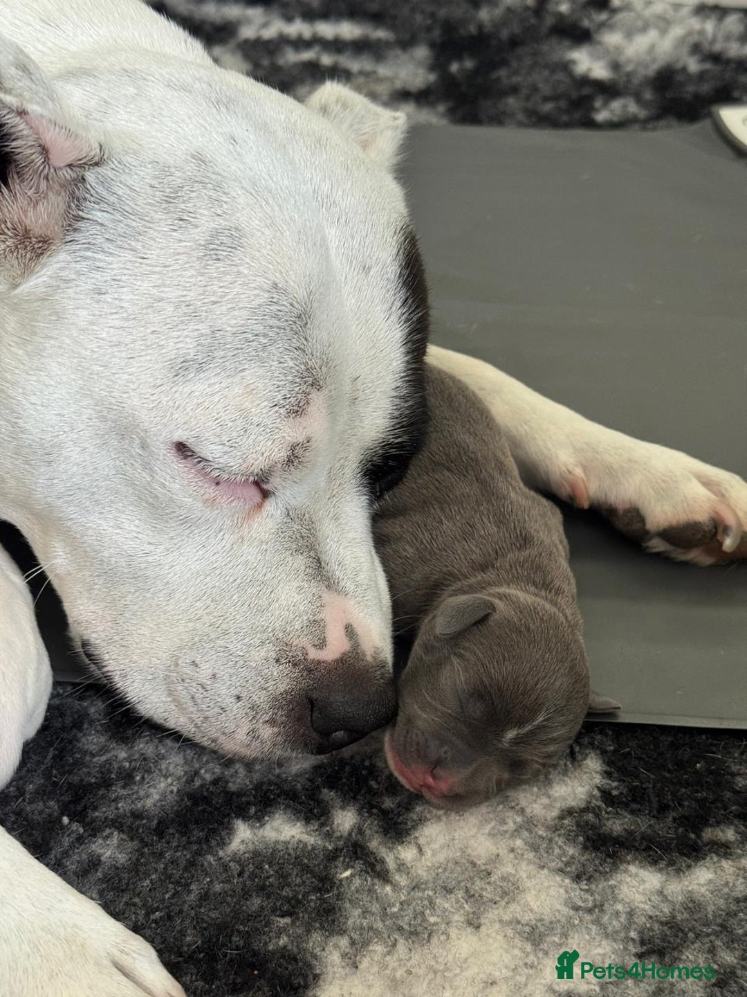 Staffordshire Bull Terrier dogs for sale: Beautiful KC Reg Staffordshire Bull Terrier Pups - Image 2