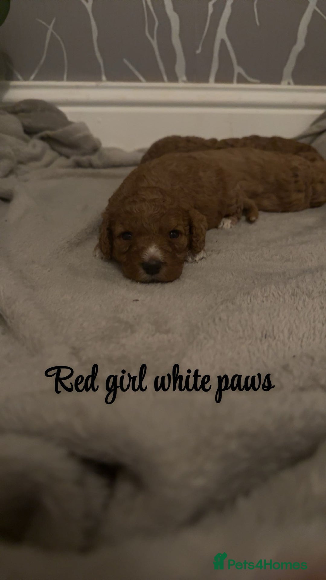 Cavapoo dogs for sale: DNA clear cavapoo puppies  - Advert 2