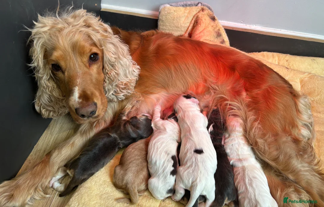 Cocker Spaniel dogs for sale: Stunning KC registered Show Cocker Spaniels  - Advert 19