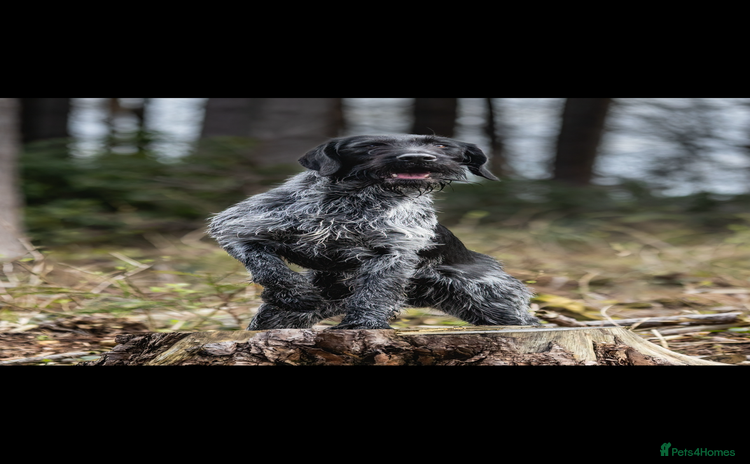 German Wirehaired Pointer dogs - Advert 10