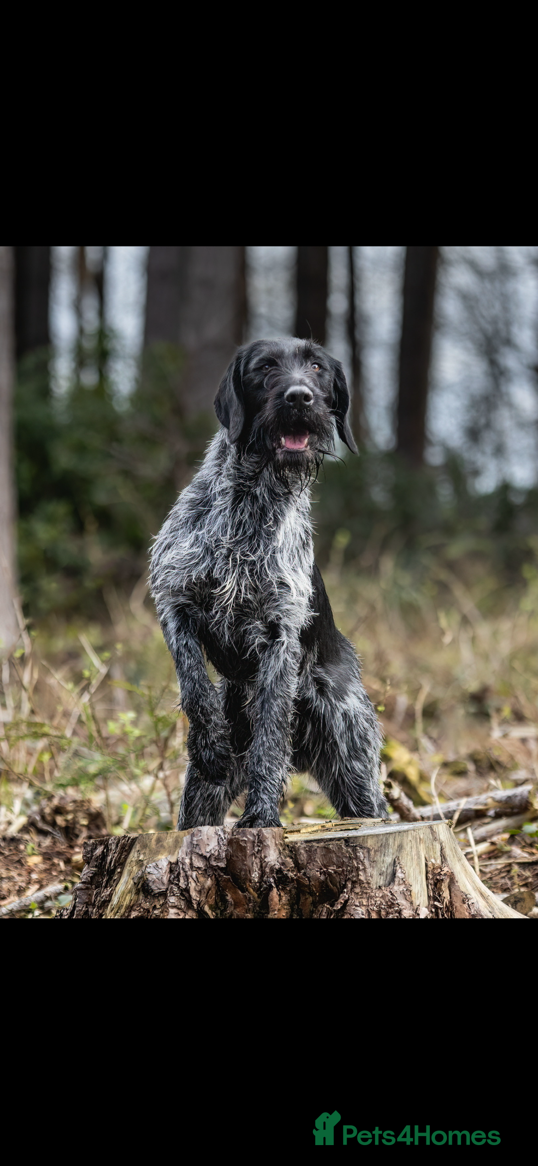 German Wirehaired Pointer dogs for stud: GERMAN IMPORT, FANTASTIC LINES, PROVEN STUD  - Image 1